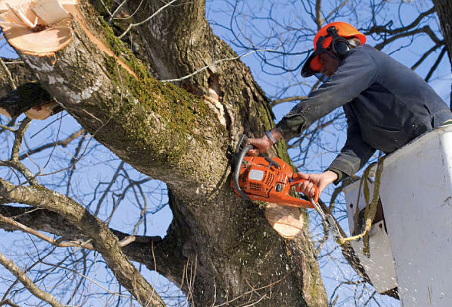 tree pruning in Youngsville Borough
