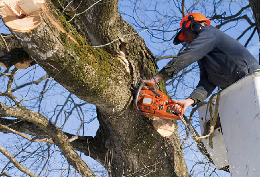 tree pruning in Bentleyville Borough